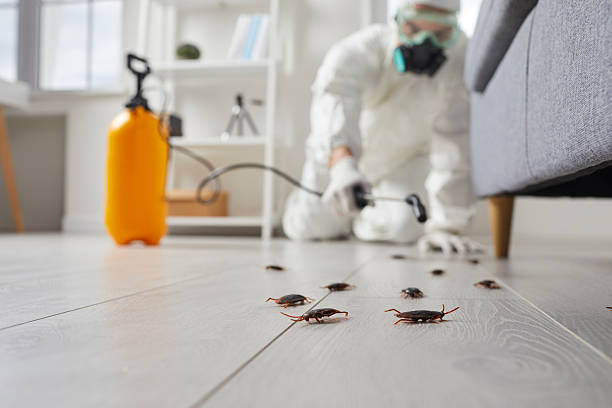 Trusted Cockroach Control service in Evergreen, CO - Nex Pest Control